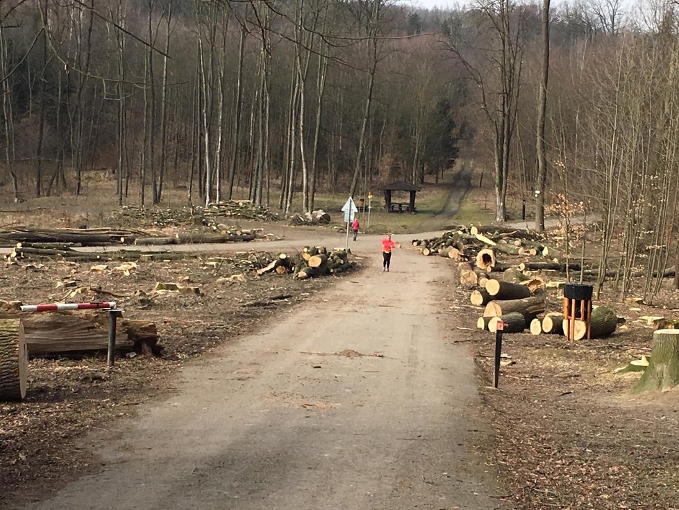 Část oblíbené rekreační oblasti v Ostravě Porubě, lesopark Březí, se změnila k nepoznání.