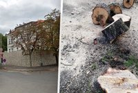 »Zbytečně« pokácené stromy na Smíchově? Byly nemocné a na spadnutí, objasňuje TSK
