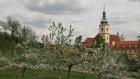 Stanou se rozkvetlé áleje minulostí? Pesimistické prognózy říkají že ano, pěstitelé totiž ovocné stromy pěstovat nechtějí a sucho jim do karet rovněž nehraje