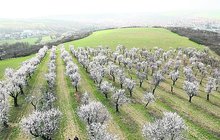 Mandloňové sady v Hustopečích: Jižní Morava se zase vyspala dorůžova!