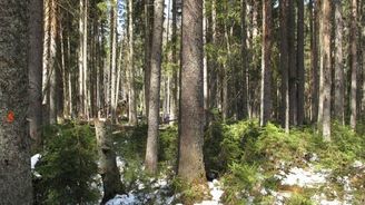 NP Šumava chce proti kůrovci bojovat i za cenu vytváření holin