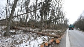 Silný vítr poničil stromy na Moravě, hasiči vyjížděli k desítkám případů