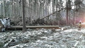 Silný vítr poničil stromy na Moravě, hasiči vyjížděli k desítkám případů