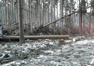 Silný vítr poničil stromy na Moravě, hasiči vyjížděli k desítkám případů