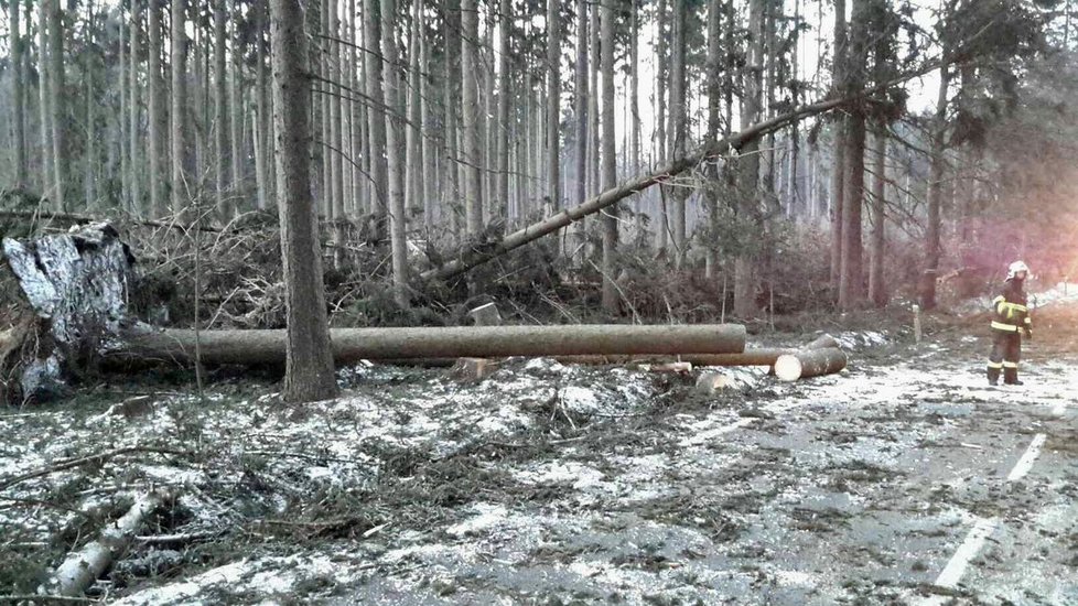 Silný vítr poničil stromy na Moravě, hasiči vyjížděli k desítkám případů.