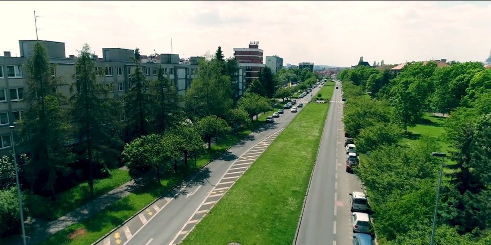 V ulici V Olšinách město vysázelo sedmdesát nových sakur. (2017)