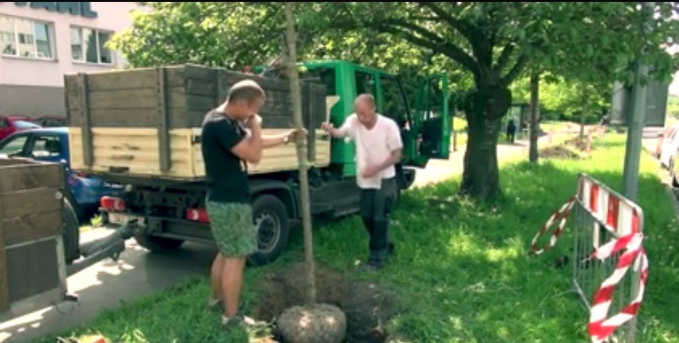 V ulici V Olšinách město vysázelo sedmdesát nových sakur. (2017)