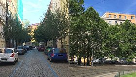 Stromy v Praze.