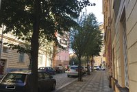 V pražských ulicích roste přes 60 druhů stromů: Podle čeho se vybírají a co jim nejvíc škodí?