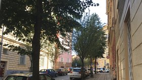 V pražských ulicích roste přes 60 druhů stromů: Podle čeho se vybírají a co jim nejvíc škodí?