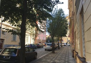 Stromy v pražských ulicích.