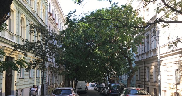 Stromy v pražských ulicích.