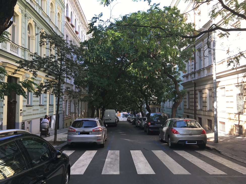 Stromy v Praze.