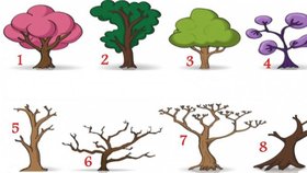 Test osobnosti: Který strom je vám nejbližší a co o vás vypovídá