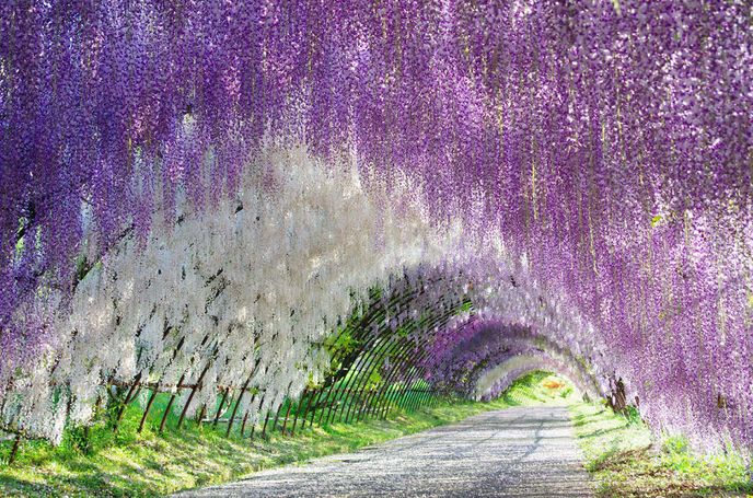 Nejkrásnější rozkvetlé stromy a zahrady. Nejkrásnější rozkvetlé stromy a zahrady.