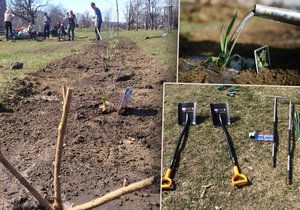 V úterý se v rámci projektu Ukliďme Česko začala zvelebovat Štvanice. Vysázely se nové stromy, ovocné keře i okrasné květiny.