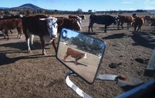 Austrálie je vyprahlá na troud:  Žíznivé krávy  obklíčily cisternu