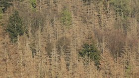 Třebíčsko - Stromy oslabené suchem ničí kůrovec. Lesy pak z ptačího pohledu připomínají spíš rezavý plech.