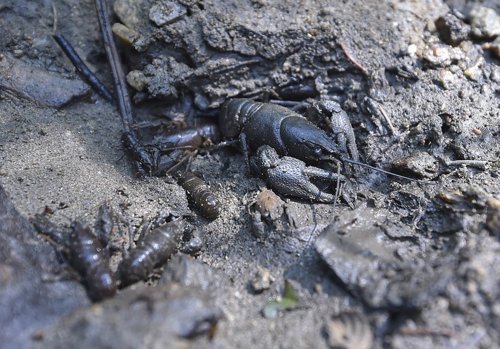 Záchrana raků ve vyschlém potoce chráněné krajinné oblasti (CHKO) Žďárské vrchy