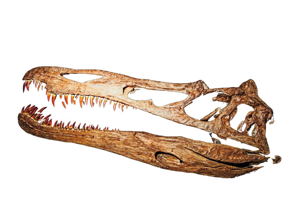 Lebka dinosaura jménem suchomimus byla velmi dlouhá a štíhlá podobně jako u krokodýlů