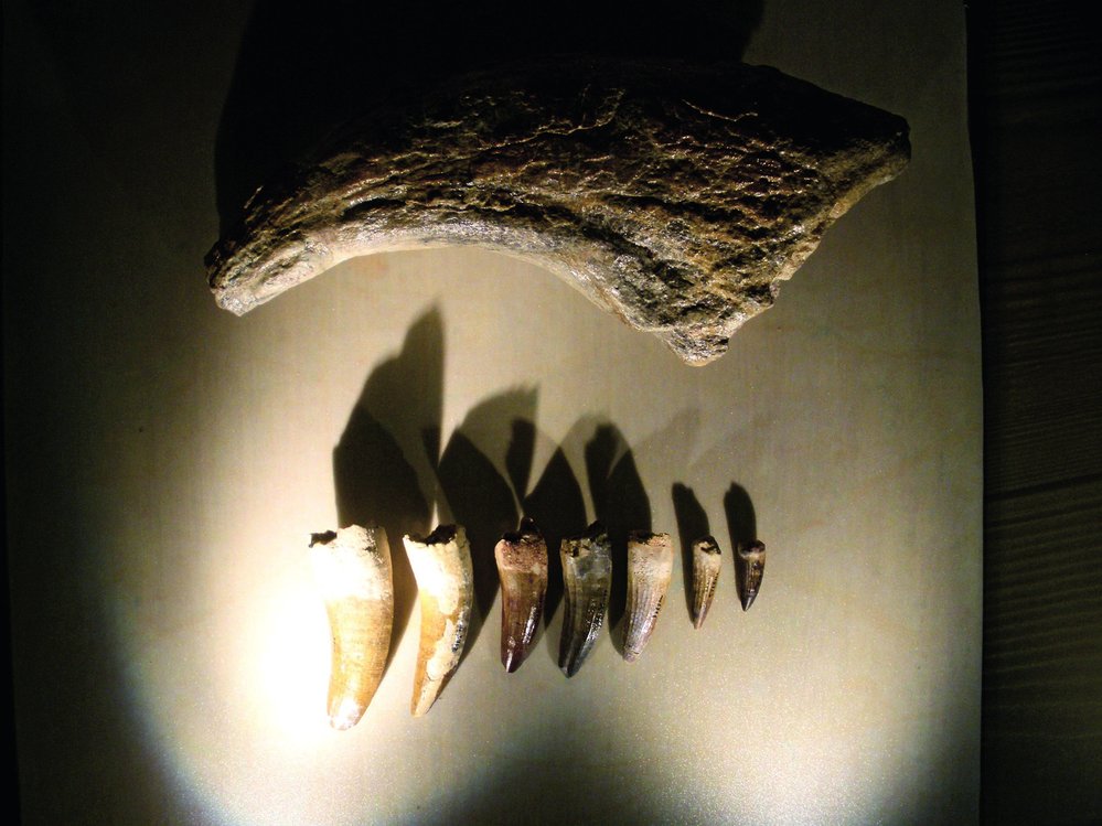 Pro spinosauridy jsou typické špičaté zuby s kulatým profilem a mohutné drápy