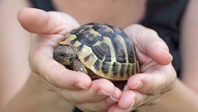 6 hlavních pravidel, jak doma chovat suchozemskou želvu