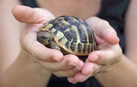 6 hlavních pravidel, jak doma chovat suchozemskou želvu