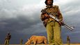 Bodyguard ozbrojený brokovnicí hlídá posledního samce nosorožce tuponosého na světě.