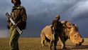 Chovatelé nosorožci raději uřízli roh, ale přesto ho střeží ozbrojená ochrana.