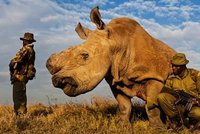 Jestli zemře, jeho druh bude ve velkém ohrožení: Nosorožce z Česka chrání ozbrojení bodyguardi