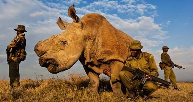 Jestli zemře, jeho druh bude ve velkém ohrožení: Nosorožce z Česka chrání ozbrojení bodyguardi 