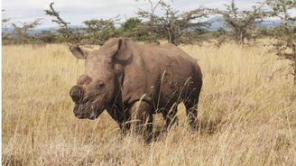 Vědci oplodnili vajíčka ohrožených nosorožců zmrazeným spermatem. Na pokusu se podílejí i Češi 