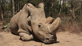 V Keni uhynul nosorožec Sudán, poslední samec svého druhu