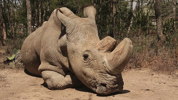 Samec Sudán v keňské rezervaci Ol Pejeta