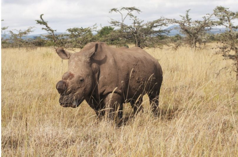 Samec Sudán v keňské rezervaci Ol Pejeta