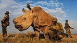 Neuvěřitelný úspěch dvorského safari: Tým vědců udělal zásadní krok k záchraně bílých nosorožců