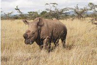 Poslední pocta nosorožci Sudánovi: Celebrita z Dvora Králové má v Keni pomníček