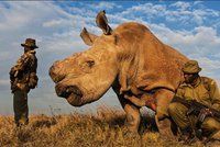 Uhynul poslední bílý nosorožec: Samce Sudána z Dvora Králové hlídala i armáda
