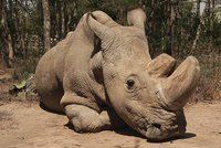 Nadějí na záchranu nosorožců je umělé oplodnění. Máme i kmenové buňky, říká šéf zoo
