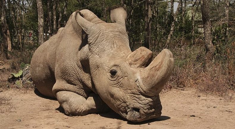 Samec Sudán v keňské rezervaci Ol Pejeta