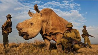 Poslední žijící samec nosorožce severního bílého zemřel, patřil české zoo