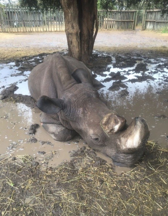 Samec Sudán v keňské rezervaci Ol Pejeta