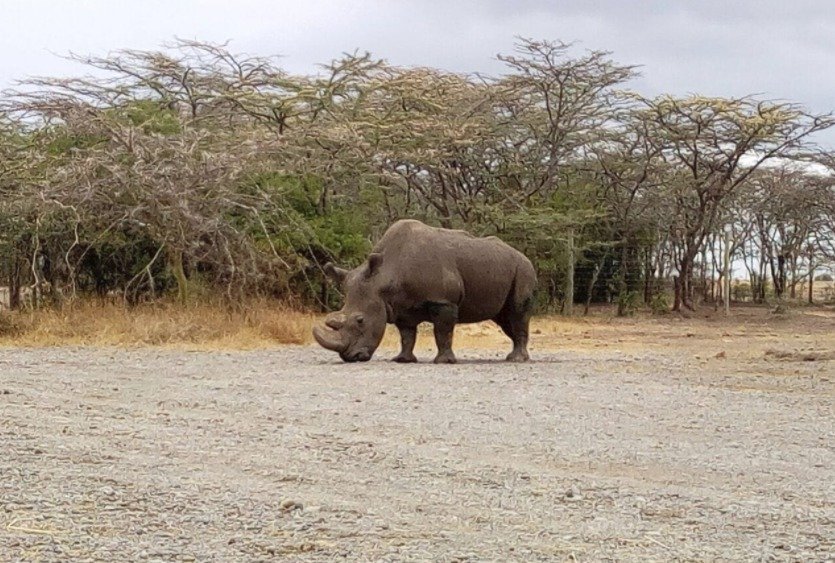 Nosorožci jsou velmi ohrožený druh zvířat (ilustrační foto)