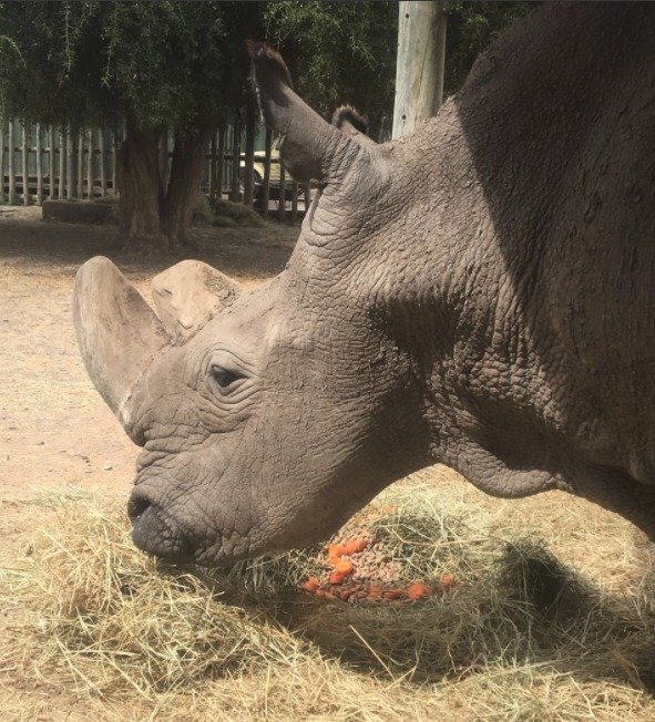 Samec Sudán v keňské rezervaci Ol Pejeta