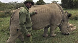 V Keni umírá vzácný nosorožec ze Dvora Králové. Je posledním samcem svého druhu