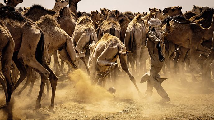 Honák velboudů „rovná“ své zboží na největším súdánském trhu na předměstí Omdurmánu
