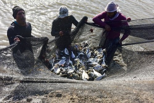 Rybaření k Suezskému průplavu neodmyslitelně patří