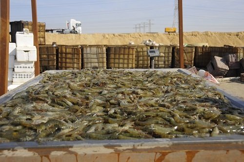 Rybaření k Suezskému průplavu neodmyslitelně patří