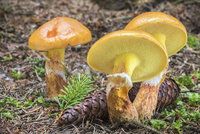 Jaké houby rostou v létě: Nečekejte na podzim. Co sbírat od června do srpna?