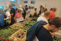 Afrika zakořenila v Brně: V Botanické zahradě je na 600 sukulentů
